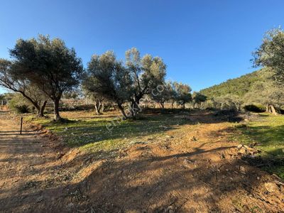 Arsa-Tarla