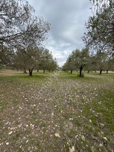 Arsa-Tarla