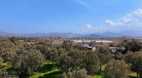 Arsa-Zeytinlik