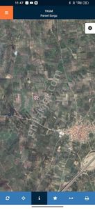 Arsa-Zeytinlik