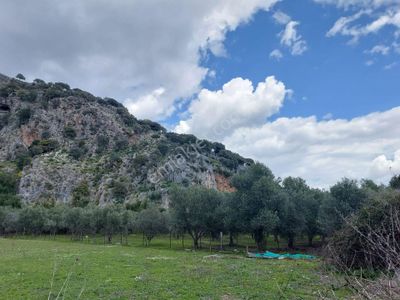 Arsa-Arazi