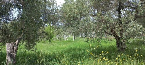 Arsa-Bağ & Bahçe