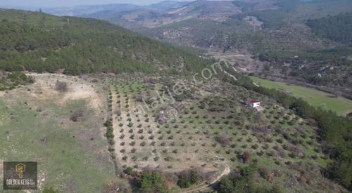 Arsa-Zeytinlik