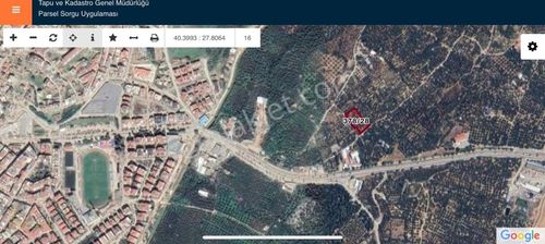 Arsa-Zeytinlik