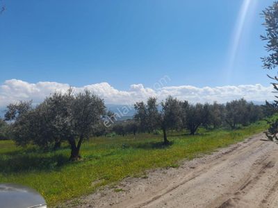 Arsa-Zeytinlik
