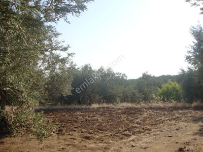 Arsa-Zeytinlik