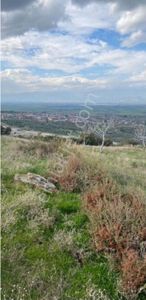 Arsa-Zeytinlik