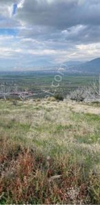 Arsa-Zeytinlik