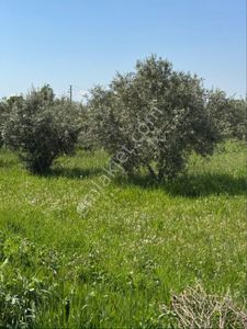 Arsa-Konut İmarlı