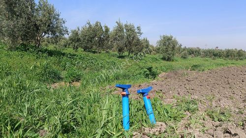 Arsa-Zeytinlik