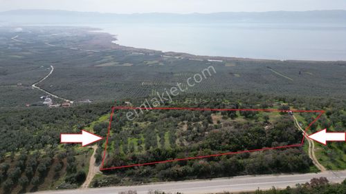 Arsa-Bağ & Bahçe