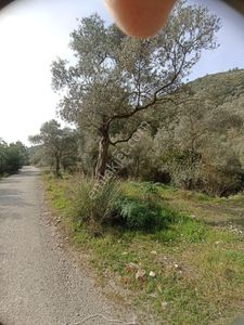 Arsa-Zeytinlik