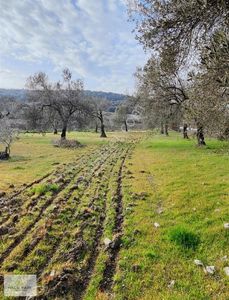 Arsa-Tarla