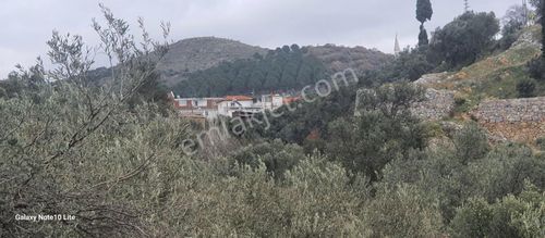 Arsa-Zeytinlik