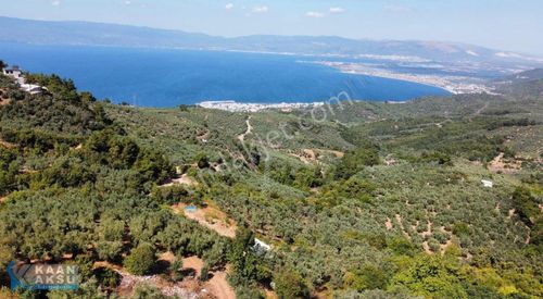 Arsa-Zeytinlik