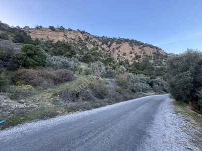 Arsa-Zeytinlik