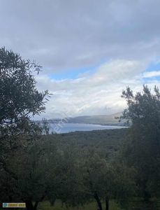 Arsa-Zeytinlik