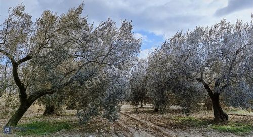 Arsa-Zeytinlik