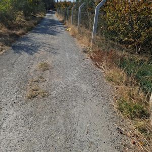 Arsa-Zeytinlik