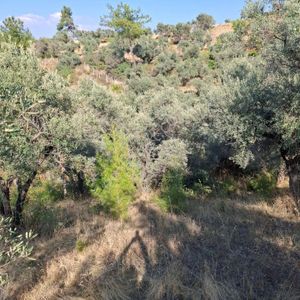 Arsa-Zeytinlik