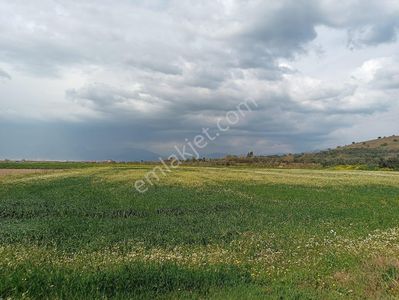 Arsa-Tarla