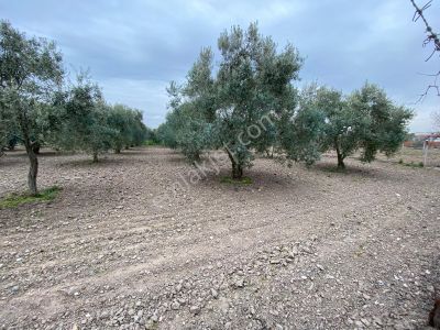 Arsa-Villa İmarlı