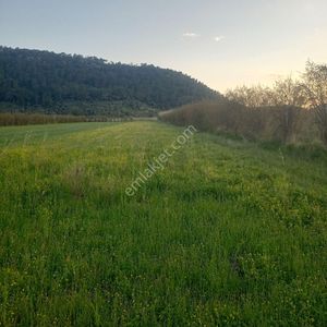 Arsa-Tarla