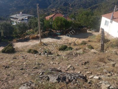 Arsa-Zeytinlik