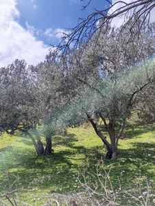 Arsa-Zeytinlik