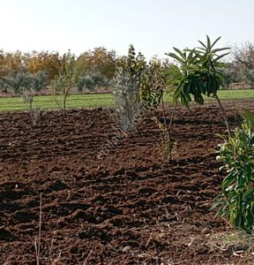 Arsa-Bağ & Bahçe