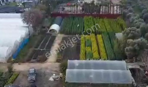 Arsa-Zeytinlik