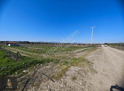 Arsa-Zeytinlik