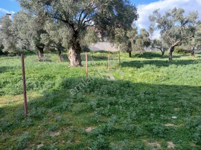 Arsa-Konut İmarlı