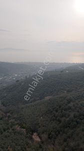Arsa-Zeytinlik