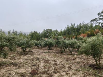 Arsa-Zeytinlik