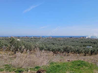 Arsa-Konut İmarlı