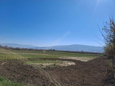 Arsa-Bağ & Bahçe