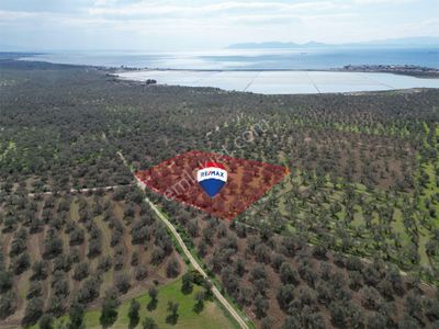 Arsa-Zeytinlik