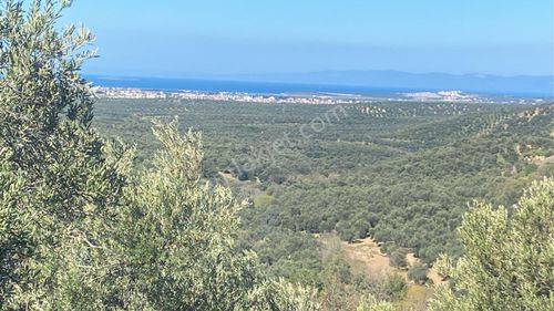 Arsa-Zeytinlik