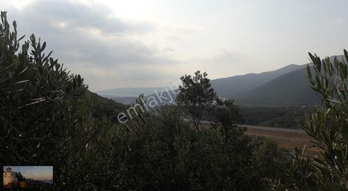 Arsa-Zeytinlik