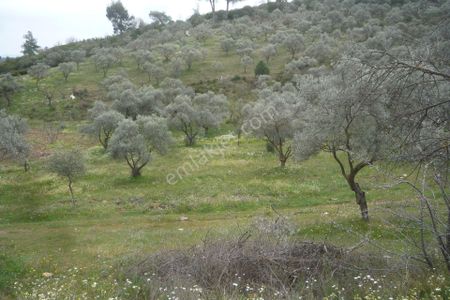 Arsa-Zeytinlik