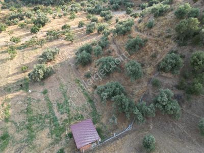 Arsa-Bağ & Bahçe