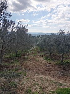 Arsa-Zeytinlik