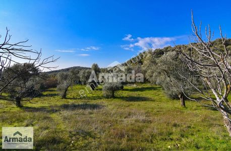 Arsa-Zeytinlik