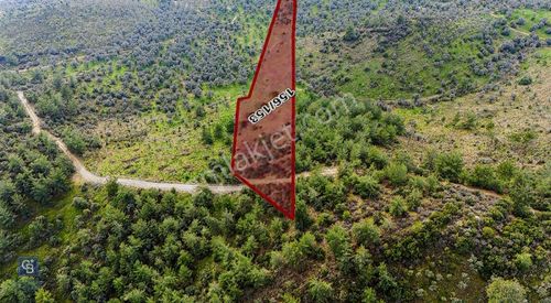 Arsa-Zeytinlik