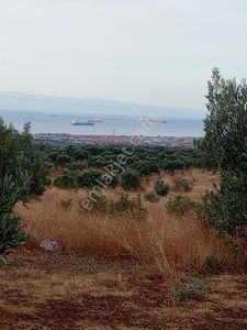 Arsa-Zeytinlik