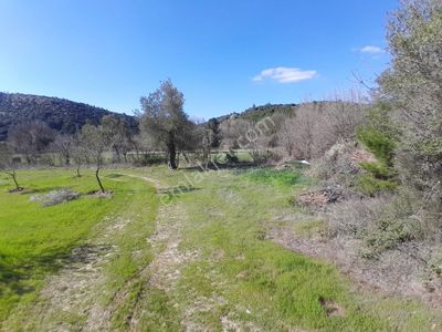 Arsa-Tarla