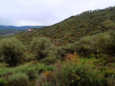 Arsa-Zeytinlik