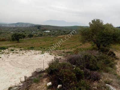 Arsa-Zeytinlik