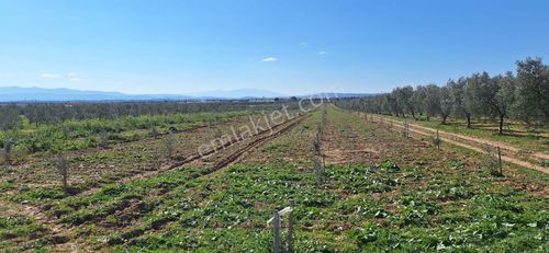 Arsa-Zeytinlik